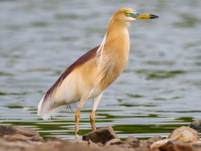 Bird Watching in Karjat